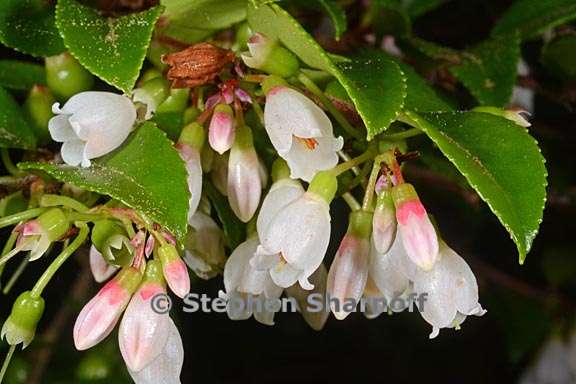 vaccinium ovatum 6 graphic